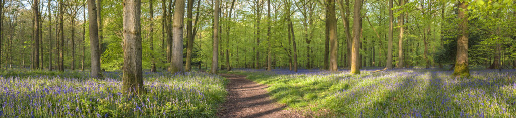 Ein Weg durch einen Wald